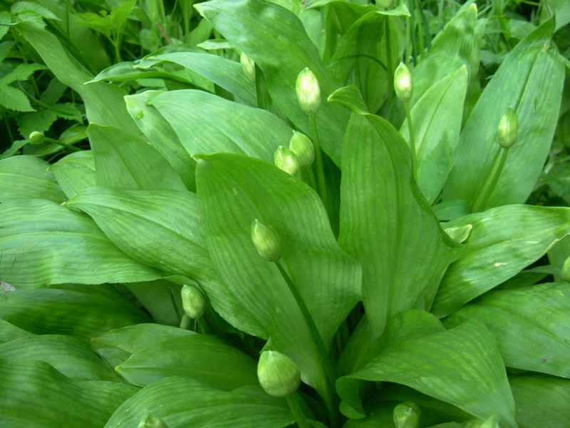 Allium ursinum / Aglio orsino